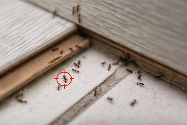 Best Cockroach Control Services  in San Jose, CA